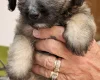 Mixed Breed