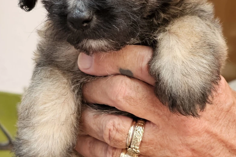 Mixed Breed