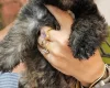 Mixed Breed