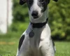 Whippet
