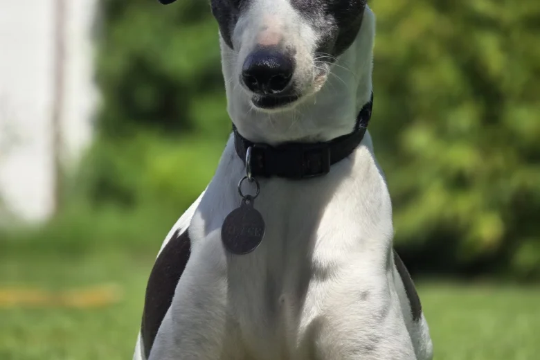 Whippet