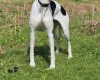 Whippet