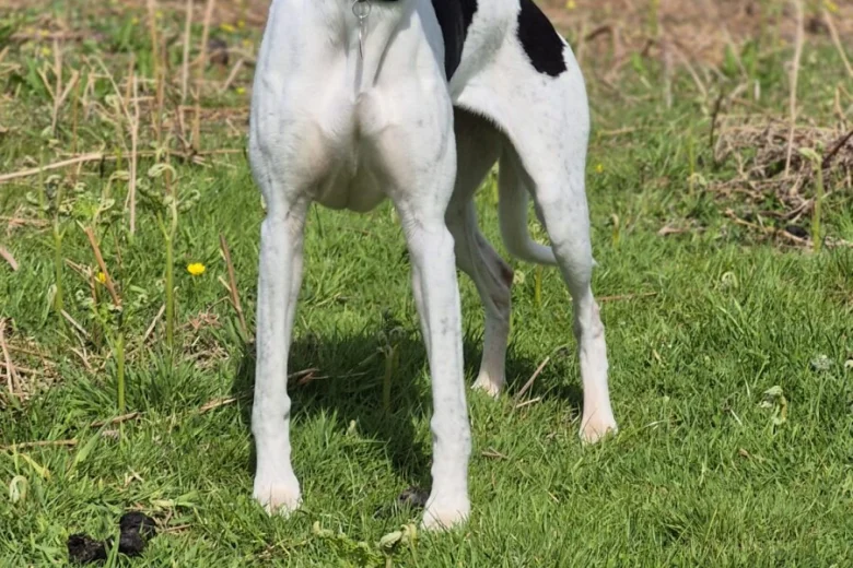 Whippet