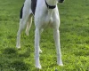 Whippet