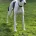 Whippet