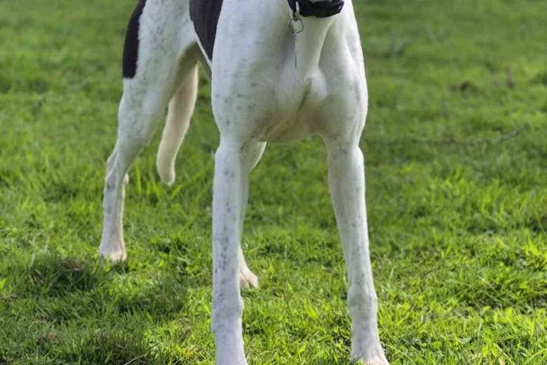 Whippet