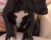 Whippet
