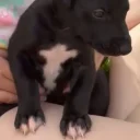 Whippet