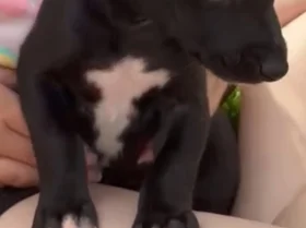 Whippet
