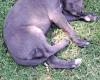 Whippet