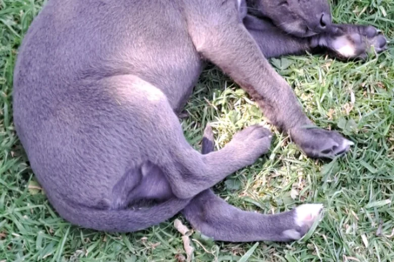 Whippet