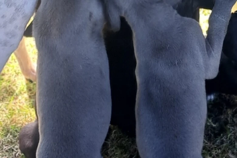 Whippet