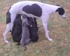 Whippet