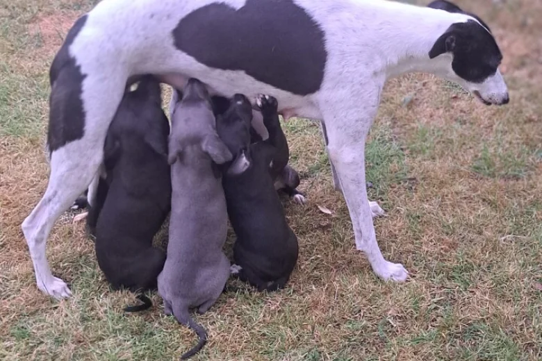 Whippet