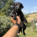 Whippet