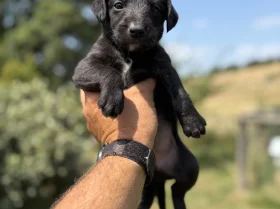 Whippet