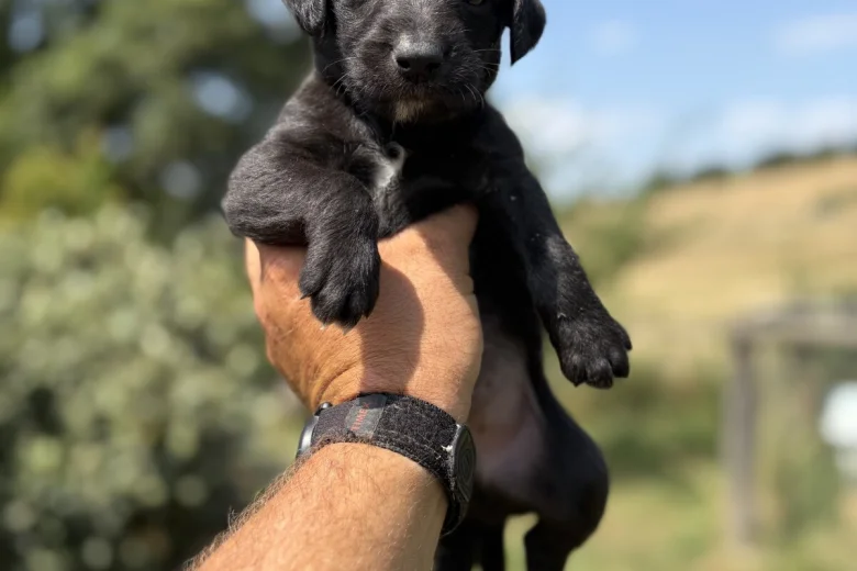 Whippet