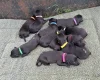 Whippet