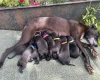 Whippet