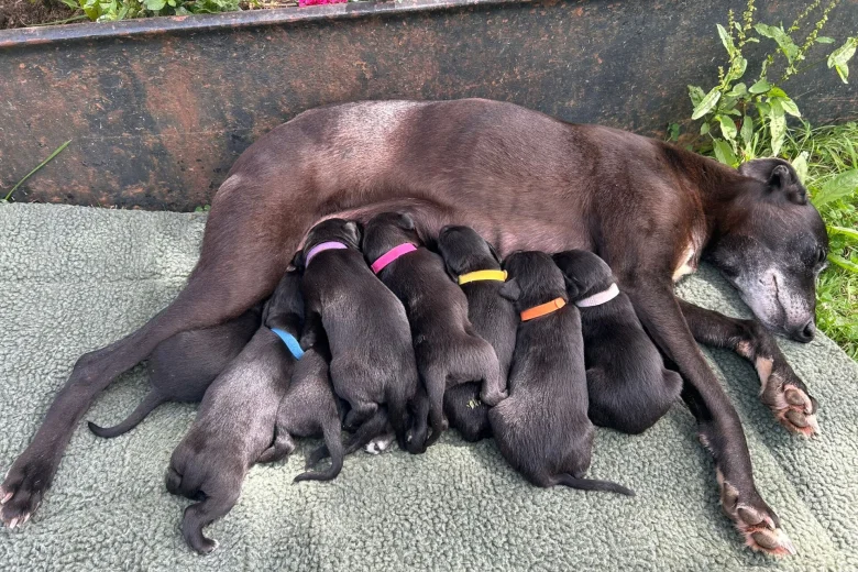 Whippet