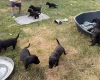 Whippet