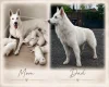 White Swiss Shepherd Dog