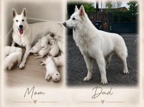 White Swiss Shepherd Dog