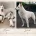 White Swiss Shepherd Dog