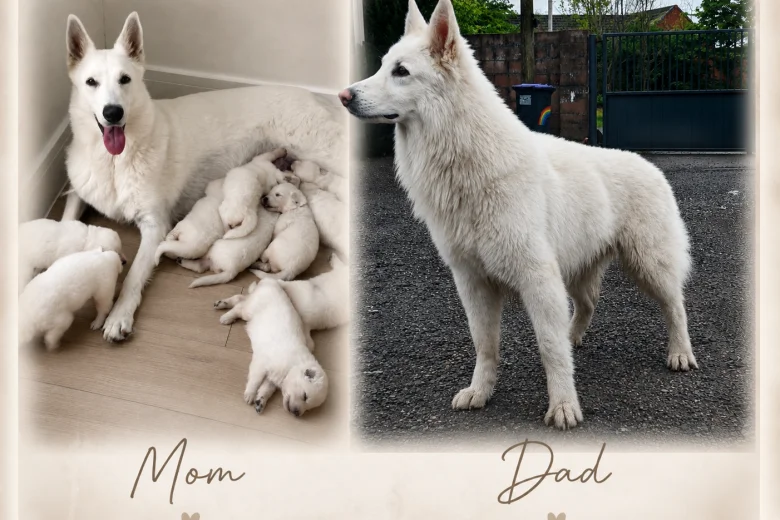 White Swiss Shepherd Dog
