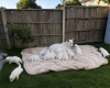White Swiss Shepherd Dog