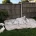 White Swiss Shepherd Dog