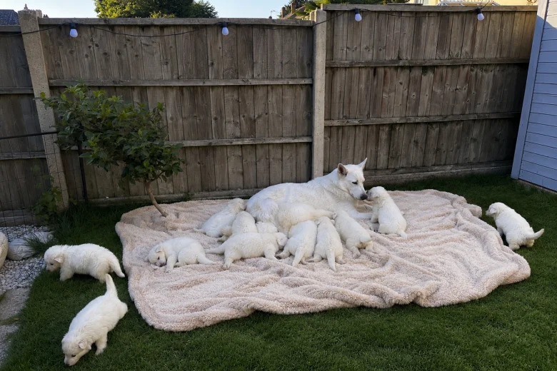 White Swiss Shepherd Dog
