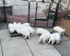 White Swiss Shepherd Dog