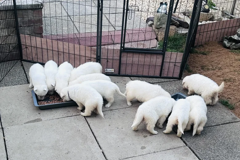 White Swiss Shepherd Dog