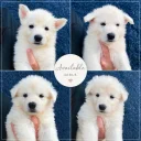 White Swiss Shepherd Dog