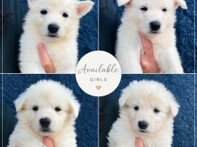 White Swiss Shepherd Dog
