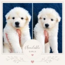 White Swiss Shepherd Dog