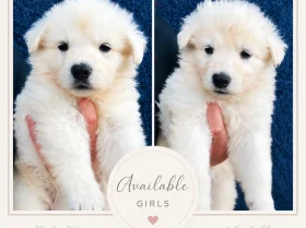 White Swiss Shepherd Dog