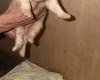 White Swiss Shepherd Dog