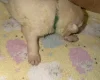 White Swiss Shepherd Dog
