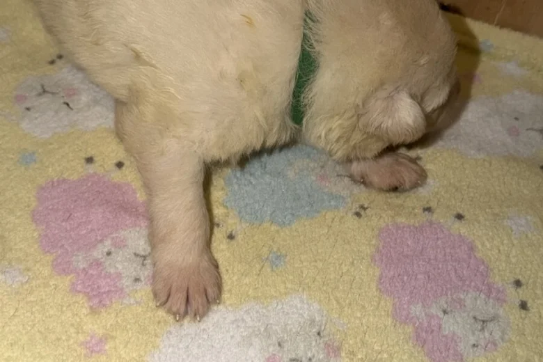 White Swiss Shepherd Dog