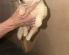 White Swiss Shepherd Dog