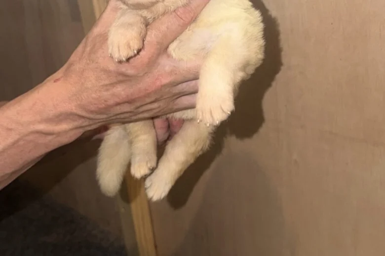 White Swiss Shepherd Dog
