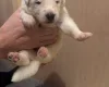 White Swiss Shepherd Dog