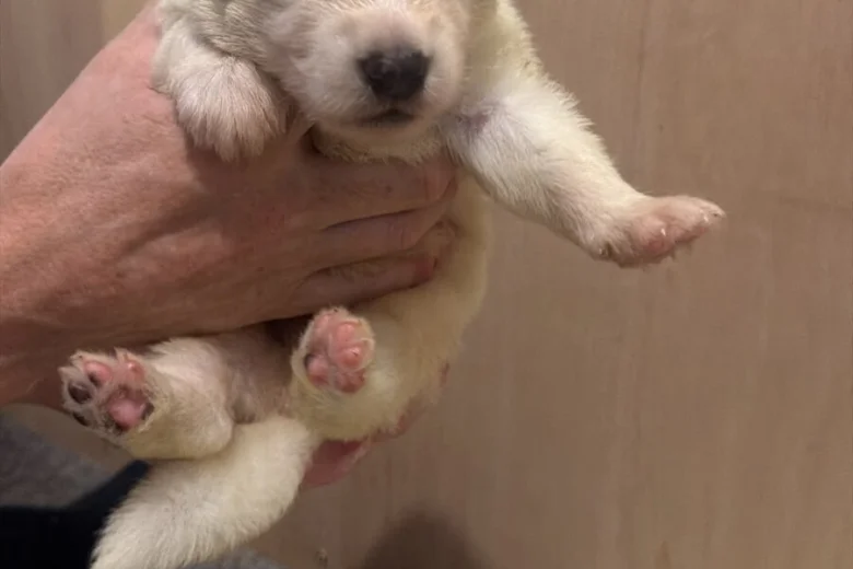 White Swiss Shepherd Dog