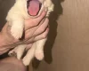 White Swiss Shepherd Dog