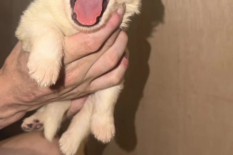 White Swiss Shepherd Dog
