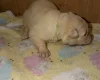 White Swiss Shepherd Dog