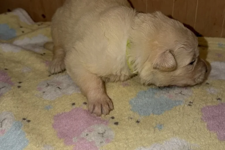 White Swiss Shepherd Dog