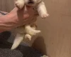 White Swiss Shepherd Dog